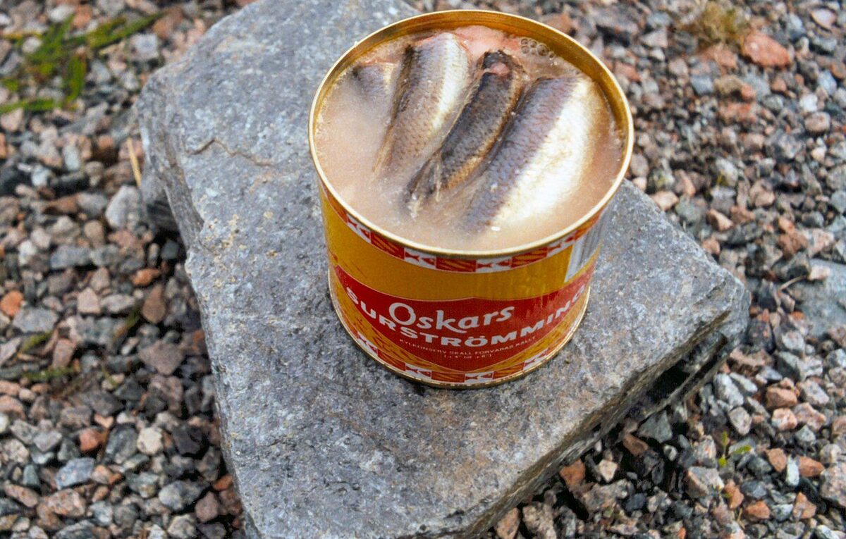Surströmming Canned Fish: Sweden Funky Fermented Fiesta